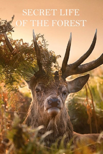 Secret Life of The Forest - Season 2