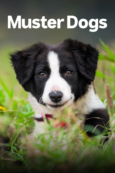 Muster Dogs - Season 2