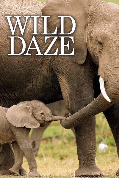 Wild Daze